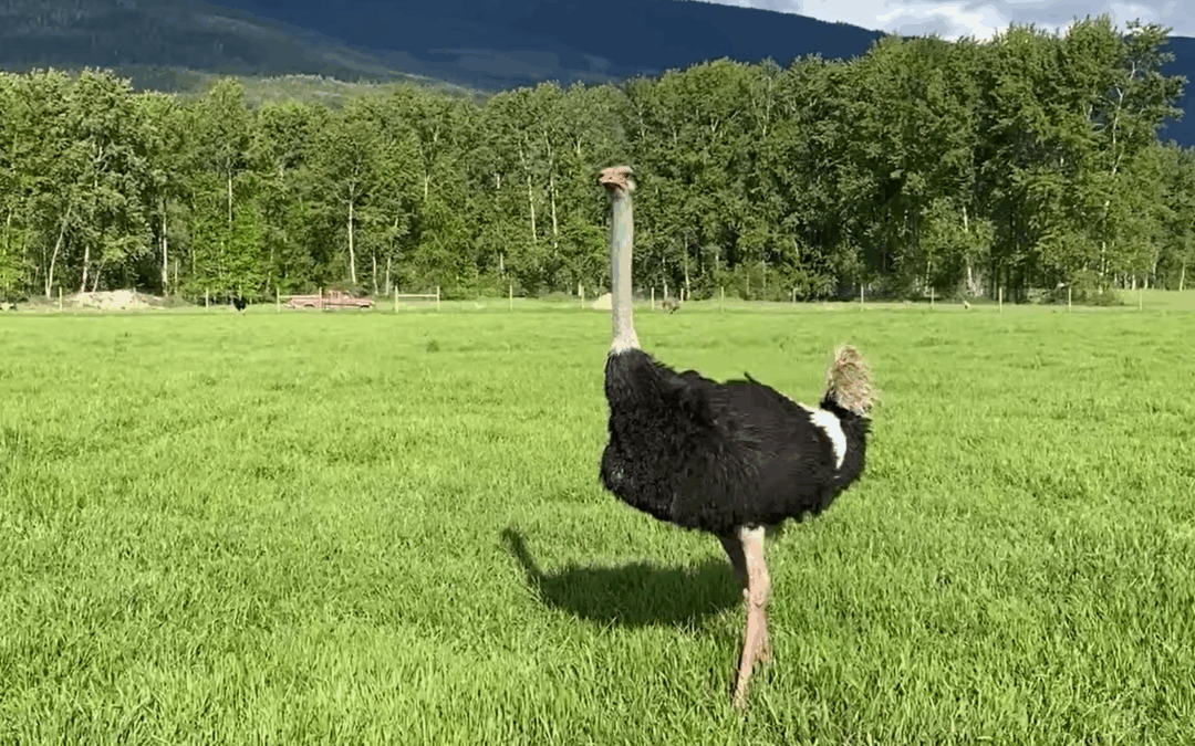 The issue with the ostriches impacts our Freedom and our food supply