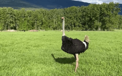 The issue with the ostriches impacts our Freedom and our food supply